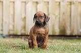 RODESIAN RIDGEBACK 231